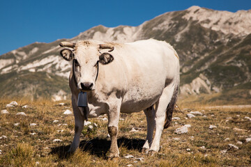 Mucca al pascolo in Abruzzo