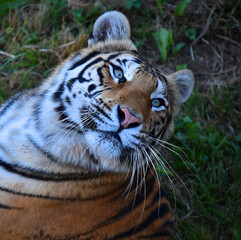 mirada de tigre