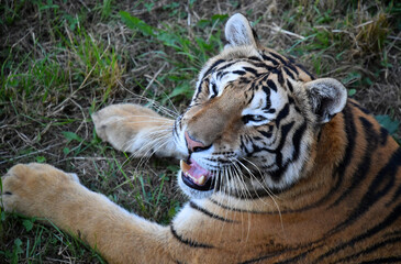 tigre de bengala
