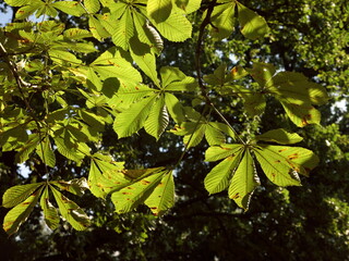 Group of horse chestnut leaves flooded with light in front of blurred green background, with the first slight signs of autumnal wilting. Opposite leaves  are divided into a petiole and a leaf blade