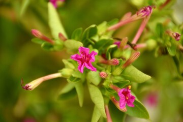 Pink flowers of Mirabilis jalapa plant.