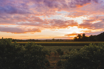 Naklejka na ściany i meble Sunset with colorful clouds over corn field