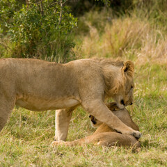 Juvenile lions in the Maasai Mara, Kenya