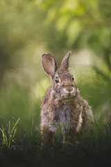 Up close portrait of eastern cottontail rabbit