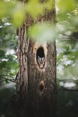 Eastern Screech Owl in a tree in the forest