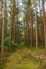 Fototapeta premium pine forest in autumn