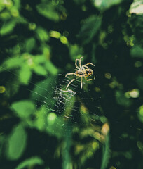 spider on a web