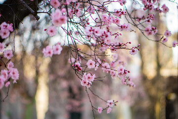 photographs of flowers of different colors and textures