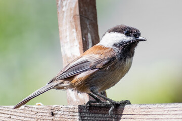 Close up of Chestnut backed Chickadee (Poecile rufescens) perched on a wooden ledge; blurred background, San Francisco Bay Area, California
