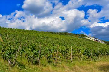 Weinbau am Schloßberg in Wasserlos-Alzenau