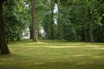 trees in the park