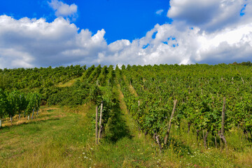 Fototapeta na wymiar Weinbau am Schloßberg in Wasserlos-Alzenau