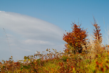 Fototapeta Krajobraz jesienny, krzew na polanie obraz