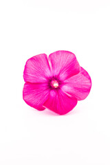 Fototapeta na wymiar Pink phlox flower isolated