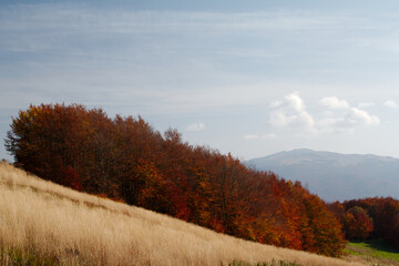 Drzewa jesienią rosnące na zboczu góry  (Krajobraz jesienny)