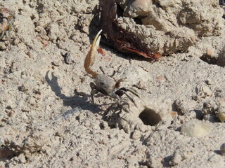 Cangrejo de Mangle en Sayachaltun Yucatan