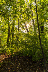 Bäume, Wald an der Donau