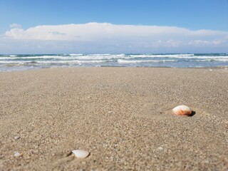 shells on the beach