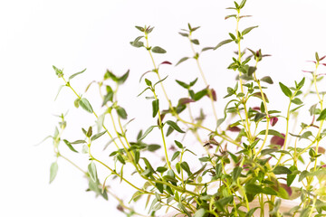 Fresh thyme  close view on white background