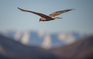 Hawk soaring with snowy mountains in New Zealand