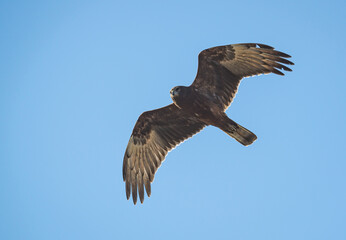 Kahu Hawk New Zealand soaring