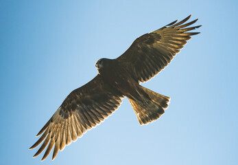 Wild Kahu Hawk soaring New Zealand