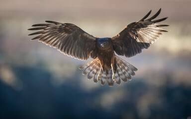 Wild Kahu hawk landing New Zealand