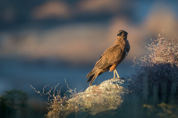 Wild hawk New Zealand Kahu