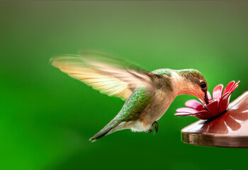 Hummingbird drinking at a bird feeder in the backyard