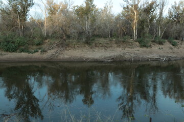 Arboles en el río