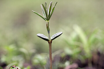 detail from green manure plants