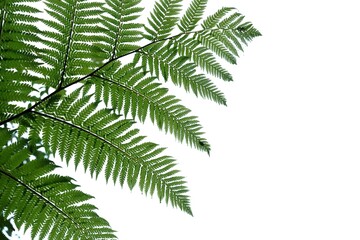 Tropical fern leaves on white isolated background for green foliage backdrop 