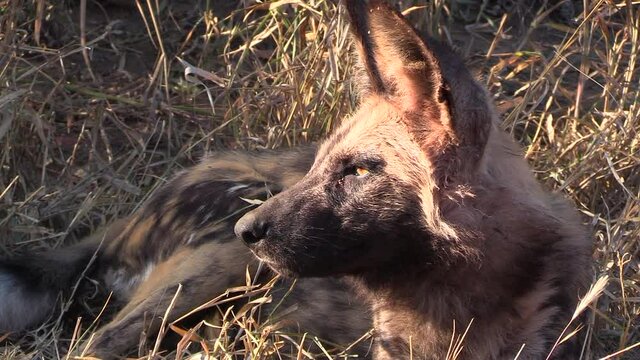 Close-up of an African Wild Dog resting in the tall dry grass under the hot African sun.