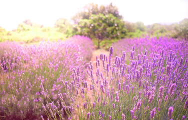 Mountain lavender on Hvar island in Croatia with sun flare - obrazy, fototapety, plakaty