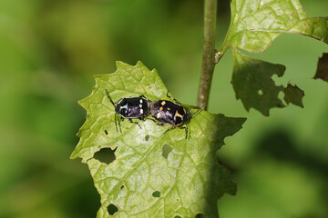 Cabbage bugs, brassica shieldbugs (Eurydema oleracea) of the family Pentatomidae on garlic mustard (Alliaria petiolata)in a Dutch garden. Netherlands, June