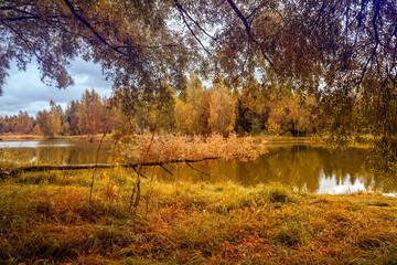 Natural autumn forest background. Beautiful landscape by the lake. The edge of the forest with a fallen tree.