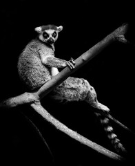 lemur on tree © gadge