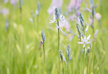 Original botanical close up photograph of lavender Camas wildflowers in a field of flowers