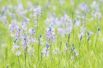 Fototapeta premium Original botanical photograph of lavender Camas wildflowers growing in a meadow in spring