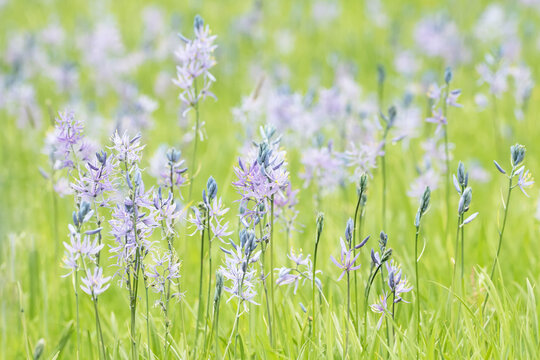 Original botanical photograph of lavender Camas wildflowers growing in a meadow in spring