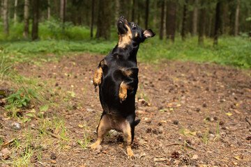 Little black dog plays in nature