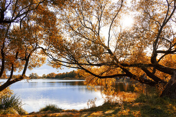 Fototapeta na wymiar Autumn park by the river. Sun light through the fall orange leaves.