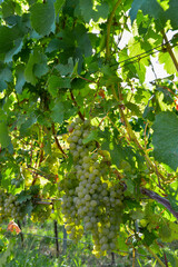Weinbau in Wasserlos-Alzenau