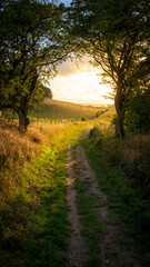 Fototapeta na wymiar Pathway on rural countryside during golden hour in south Sweden. Autumn background.