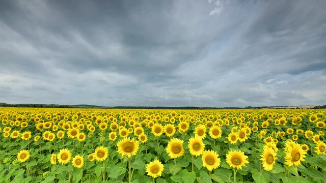 Timelapse of bautiful sunflowers field over blue sky