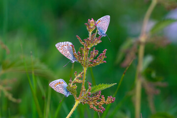 Macro shots, Beautiful nature scene. Closeup beautiful butterfly sitting on the flower in a summer garden.