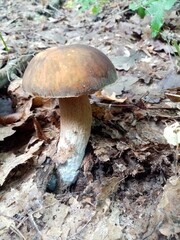 Edible forest mushrooms. A photograph of an edible forest mushroom in nature.