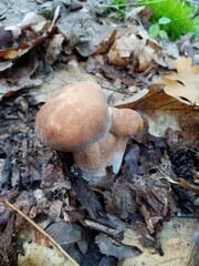 Edible forest mushrooms. A photograph of an edible forest mushroom in nature.