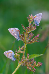Macro shots, Beautiful nature scene. Closeup beautiful butterfly sitting on the flower in a summer garden.