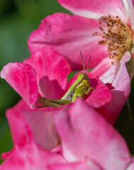 Closeup photo of green grasshopper sitting in a pink Rose flower